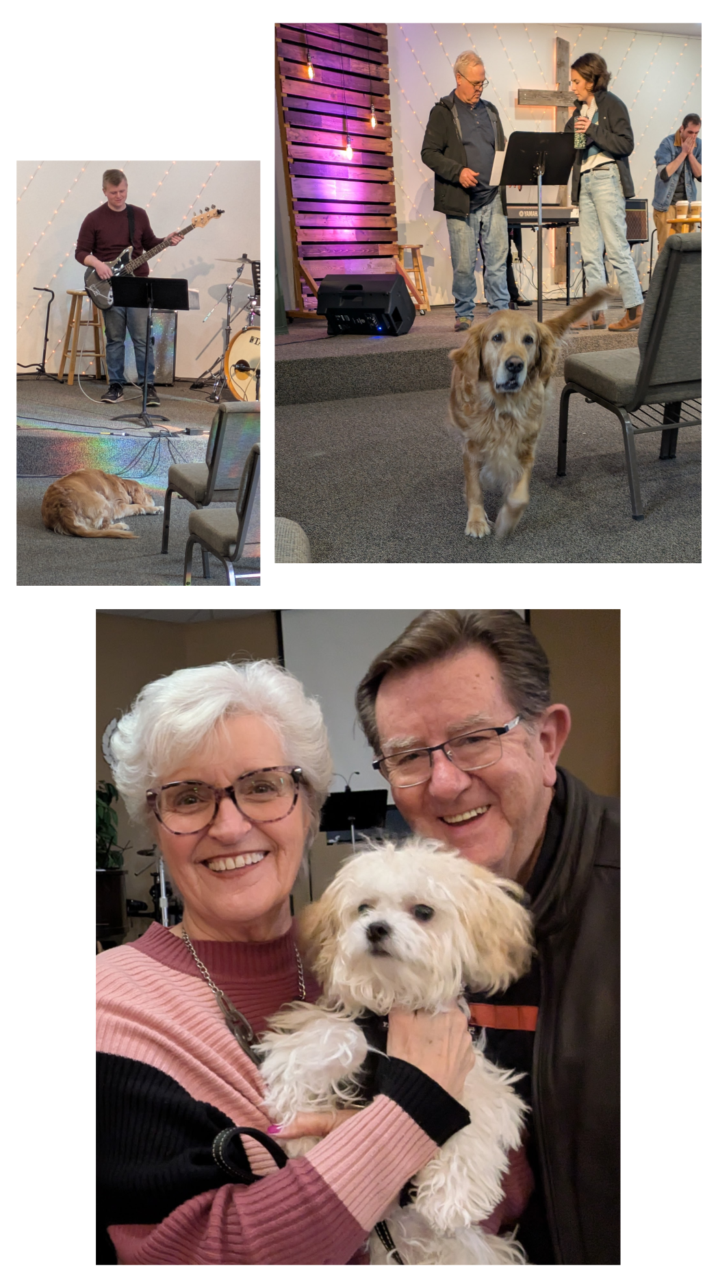 Dogs at church.